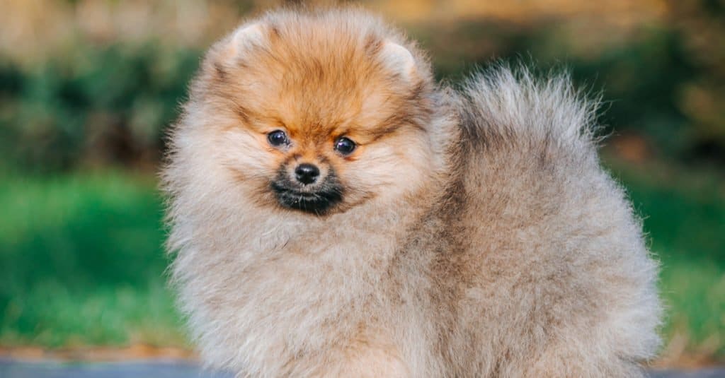 japanese spitz pomeranian