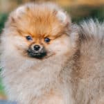 Pomeranians are incredibly vocal, barking at anything that they want to intimidate.