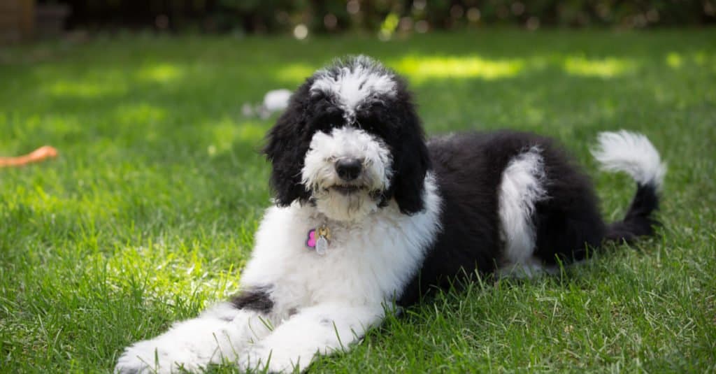 An adult Sheepadoodle laying in the grass