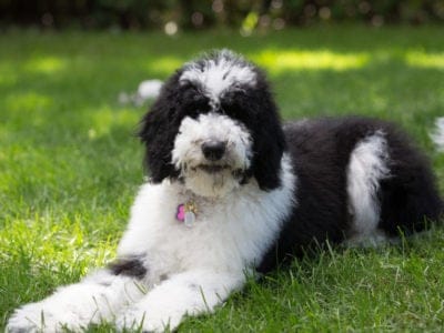 Sheepadoodle Picture