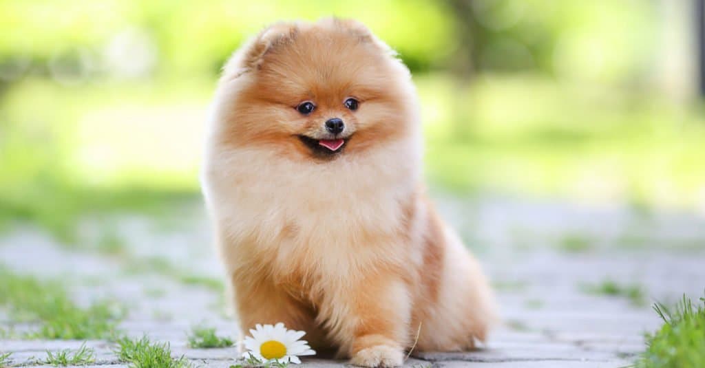 Pomeranian puppy dog sitting in the park