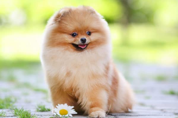 Pomeranians are smart, understanding their training relatively easily.