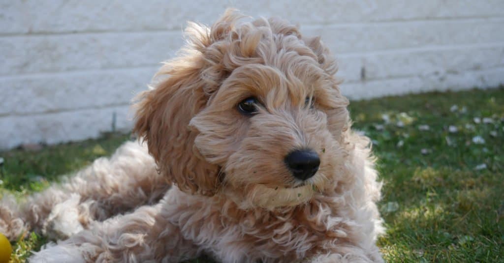 cavapoo laying in the grass