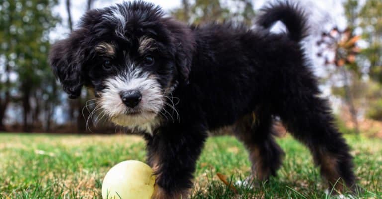 Bernedoodle puppy playing with a ball in the grass