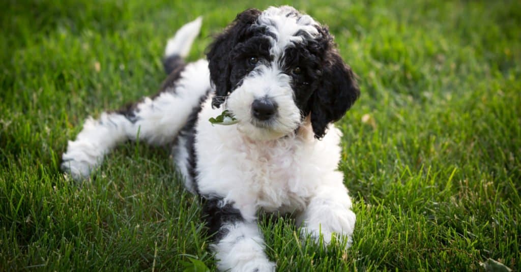 A Sheepadoodle 6 week old puppy