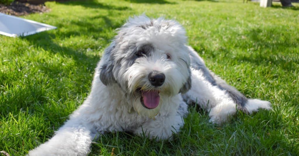 Sheepadoodle laying in the grass