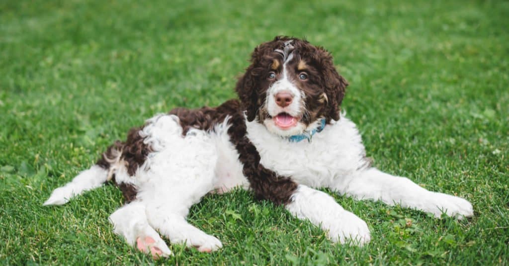 Bernedoodle adult laying in the grass