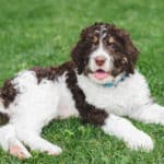  Bernedoodles enjoy cuddling and spending time with their family members. They will need adequate playtime and activity to balance cuddling and lounging, though.