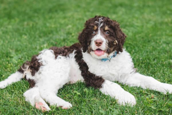  Bernedoodles enjoy cuddling and spending time with their family members. They will need adequate playtime and activity to balance cuddling and lounging, though.