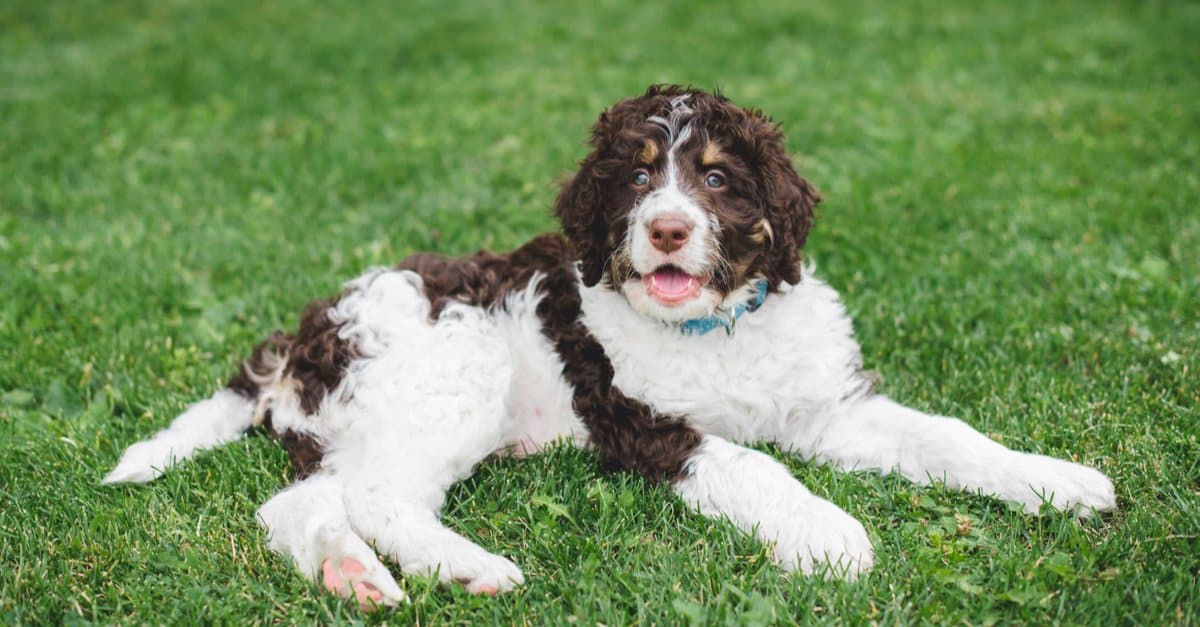 Bernedoodle Dog Breed Complete Guide - A-Z Animals