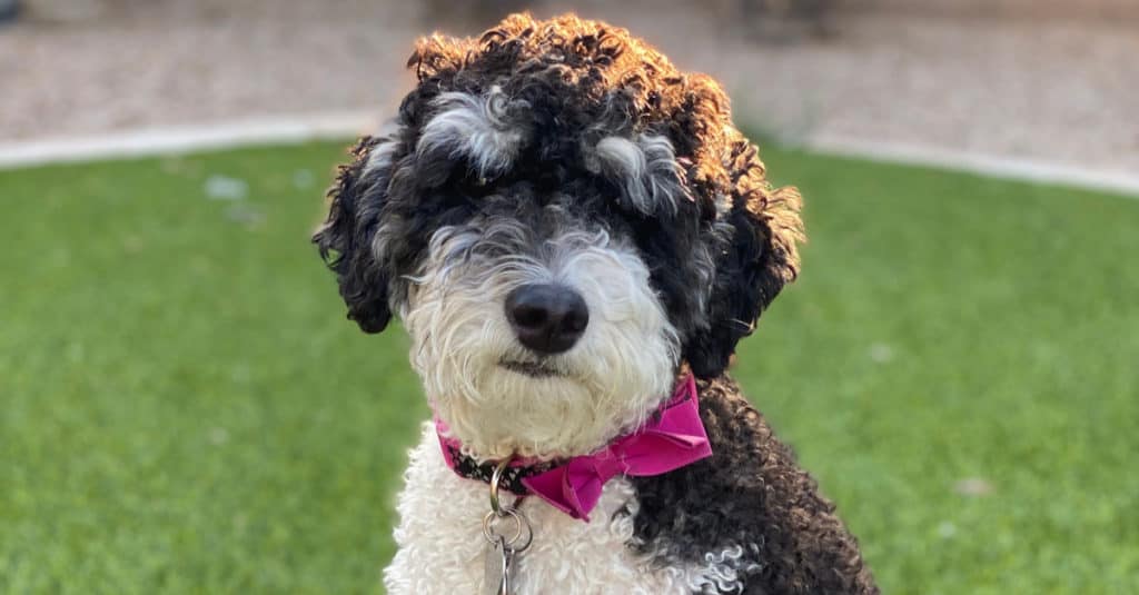 A Bernedoodle standing in the grass