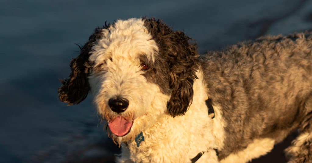 Sheepadoodle standing near the water