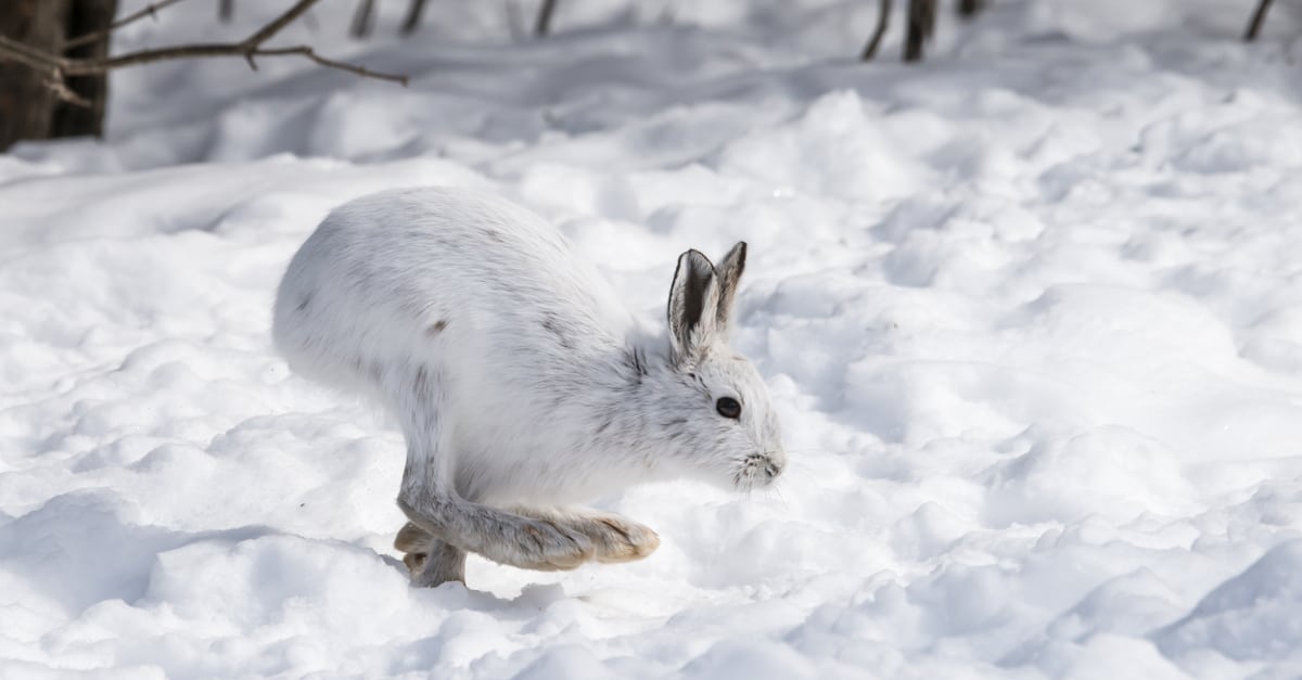 Snowshoe Hare