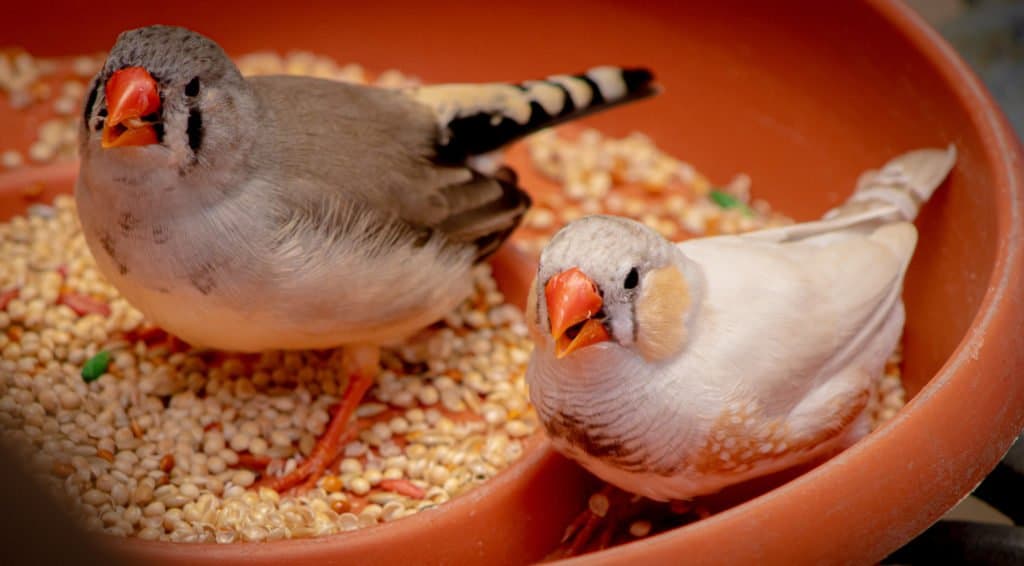 Two finches in a bowl with food