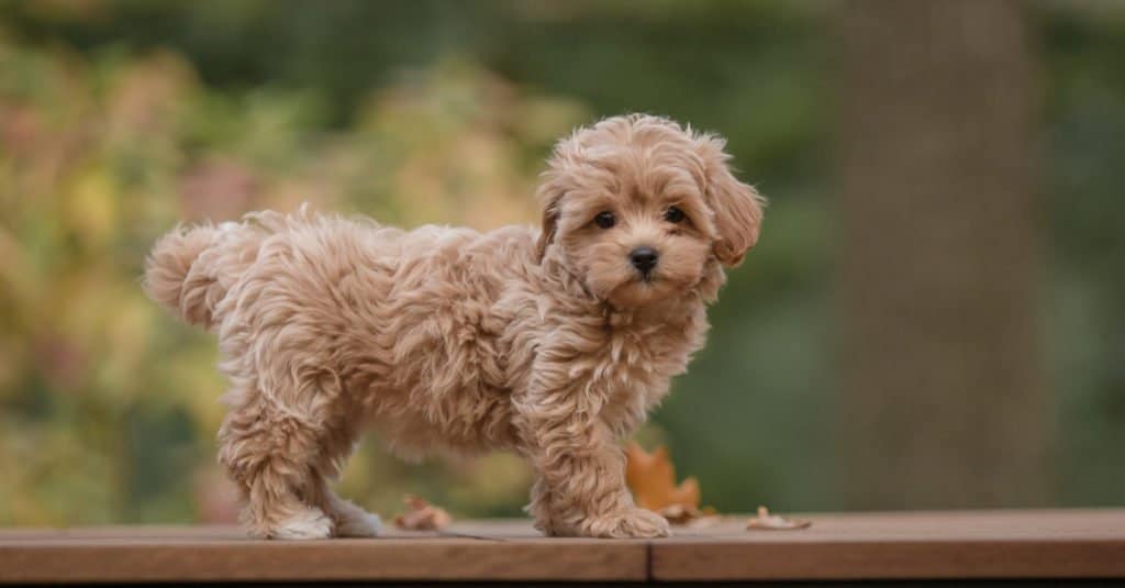 Maltipoo puppy standing on deck