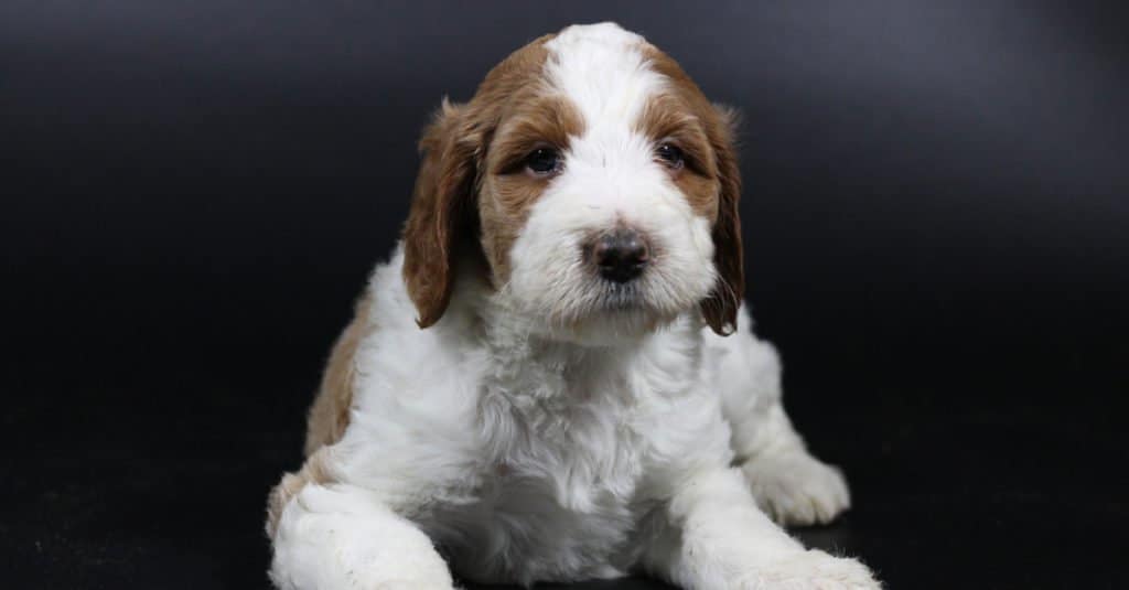 Irish Doodle puppy laying down