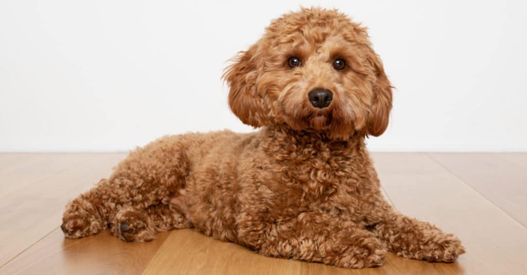 Cavapoo laying on a wood floor