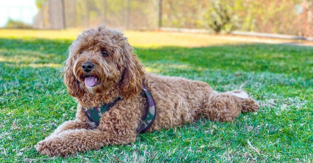 Cavapoo laying in the grass with a harness