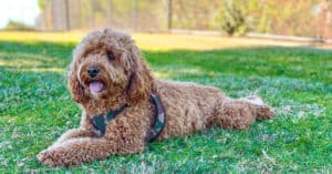 Cavapoo Lifespan: How Long Do Cavapoos Live? Picture