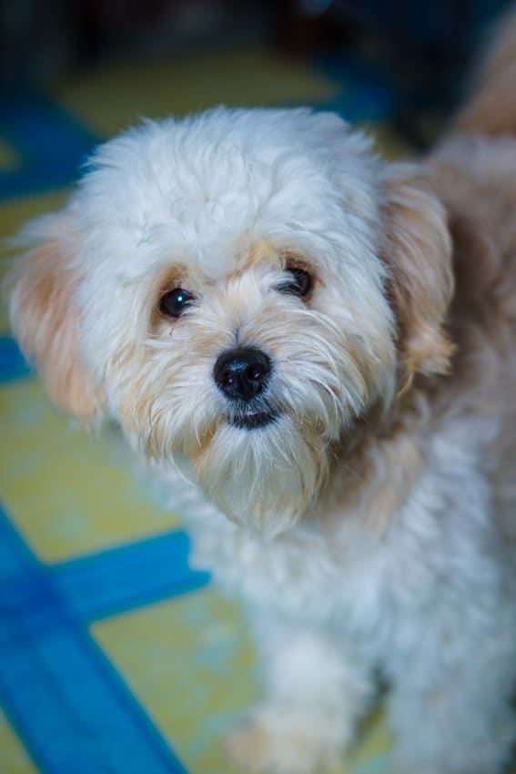 White Pomapoo