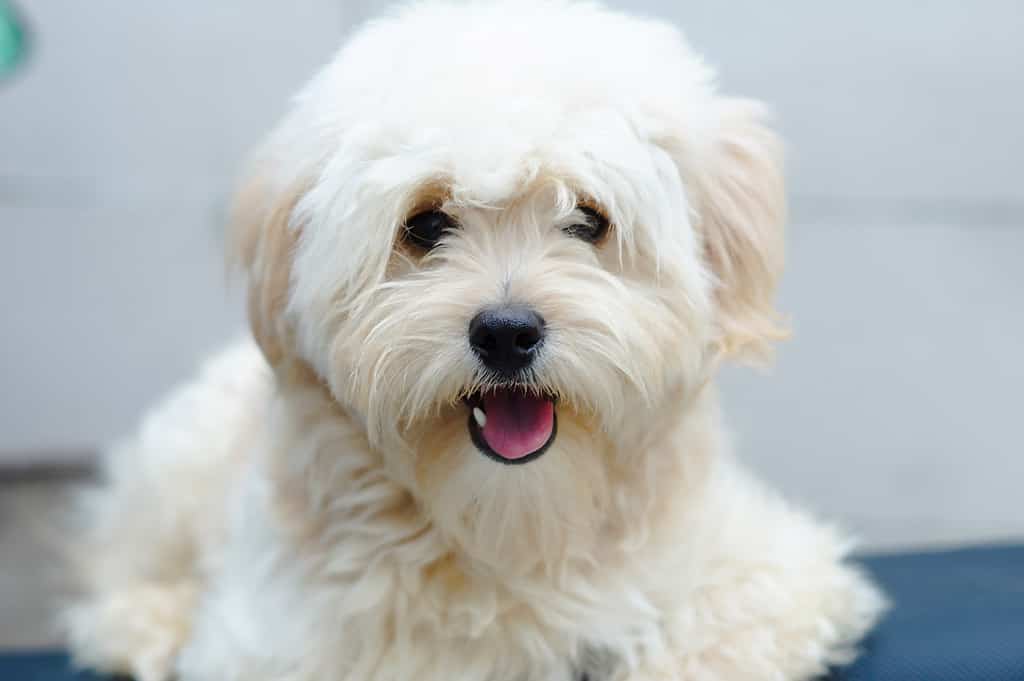 Maltese pomeranian poodle store mix