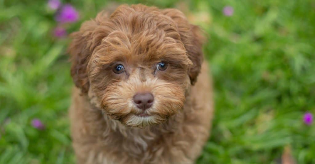 Havapoo puppy standing in the grass