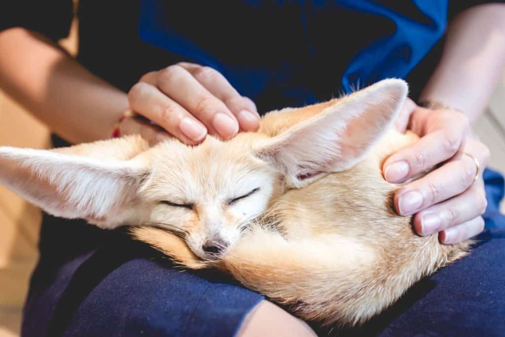 fennec fox, an exotic pet, curled up sleeping in someone's lap