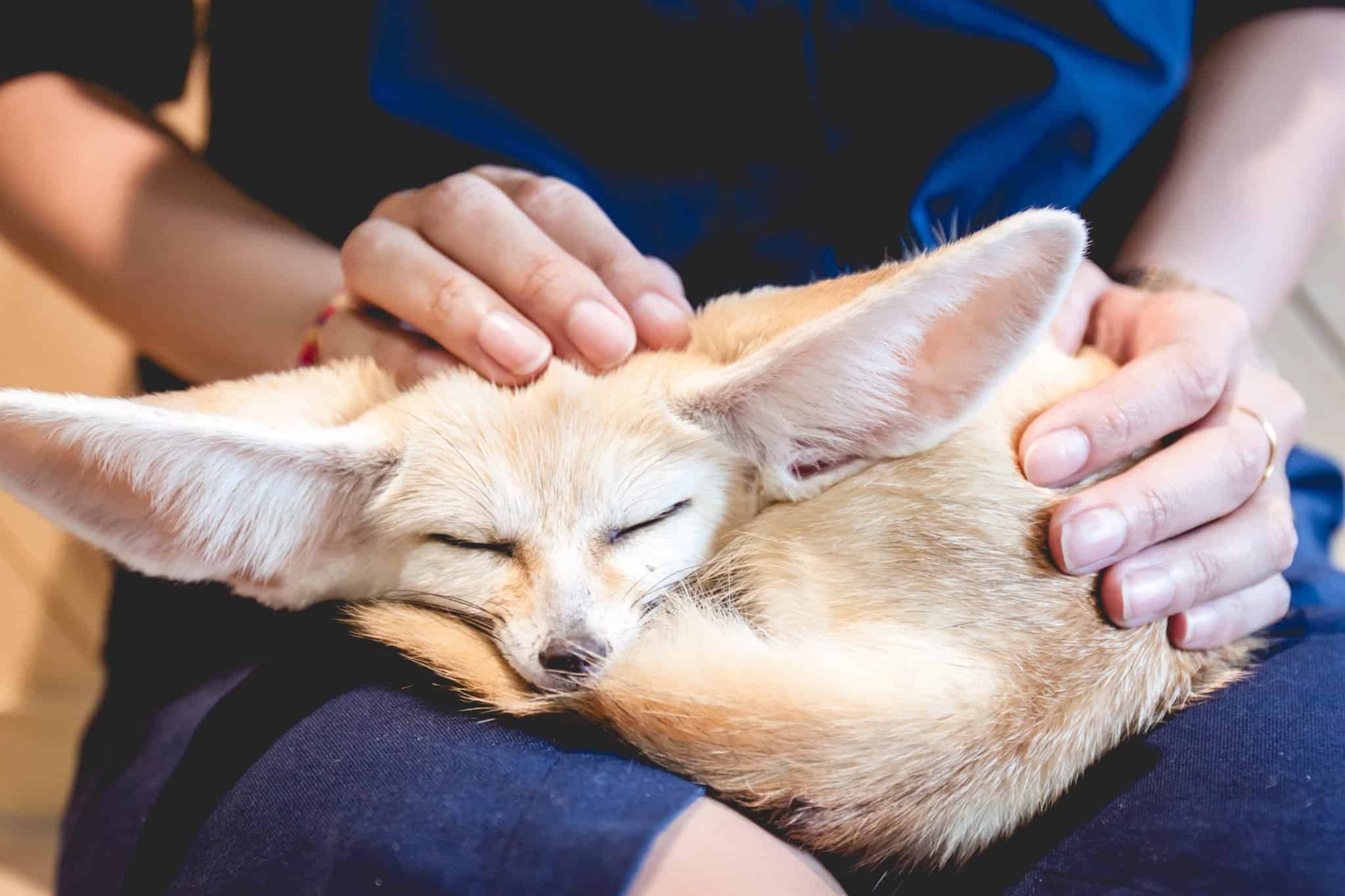 10 Incredible Fennec Fox Facts - Wikipedia Point