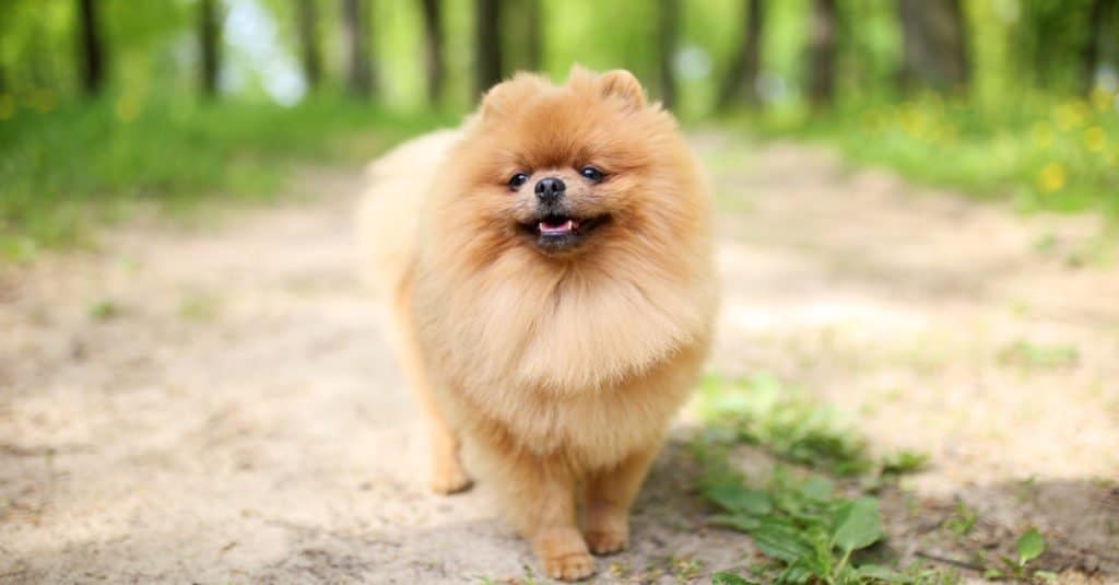 Pomeranian dog