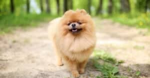 What Were Pomeranians Bred For? Past Role, Jobs, History, and More Picture
