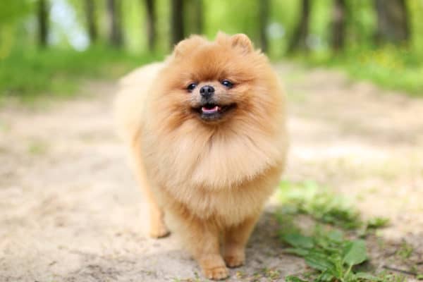 Pomeranians like to be active, but they are a little temperamental with the outdoor weather. Since they are prone to heatstroke, they may want to go home sooner than other breeds would.