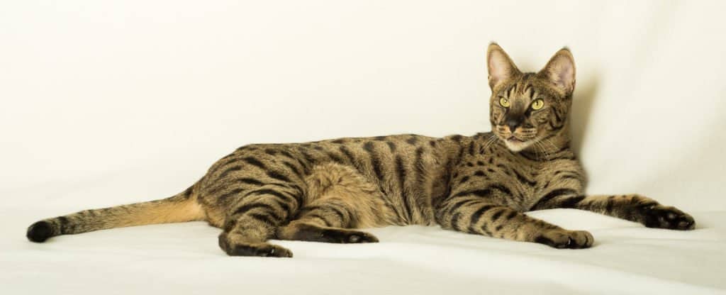 Savannah cat, exotic pet, lying on the ground