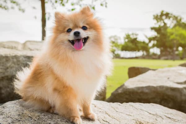 The intelligence of a Pomeranian makes it helpful as both a hearing assistance dog and a therapy dog.