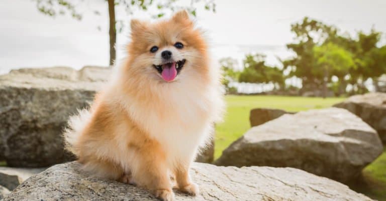 Prettiest / Cutest Dogs - Pomeranian dog