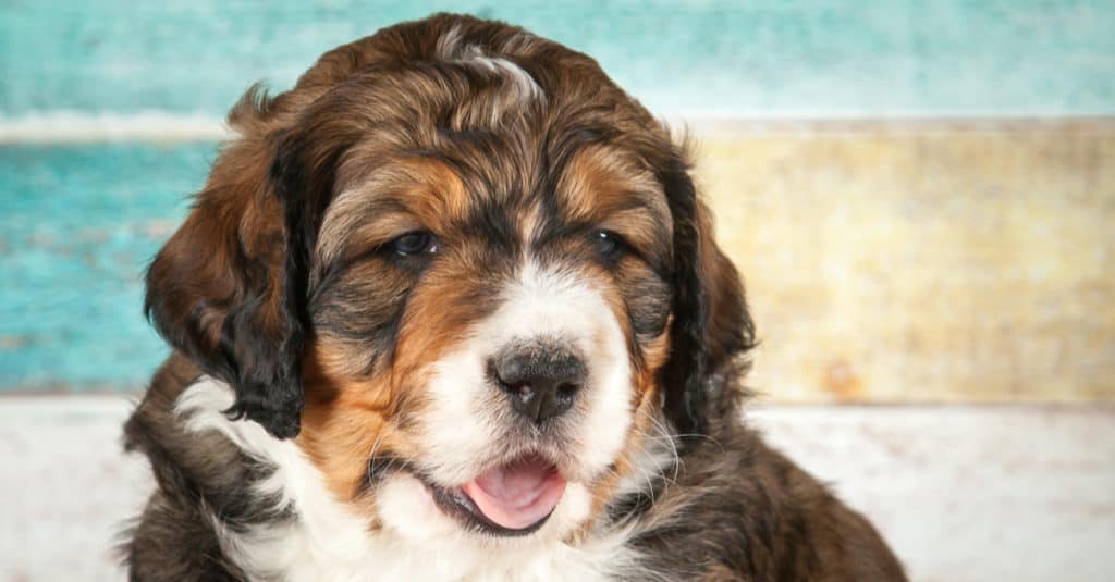 Bernedoodle puppy headshot