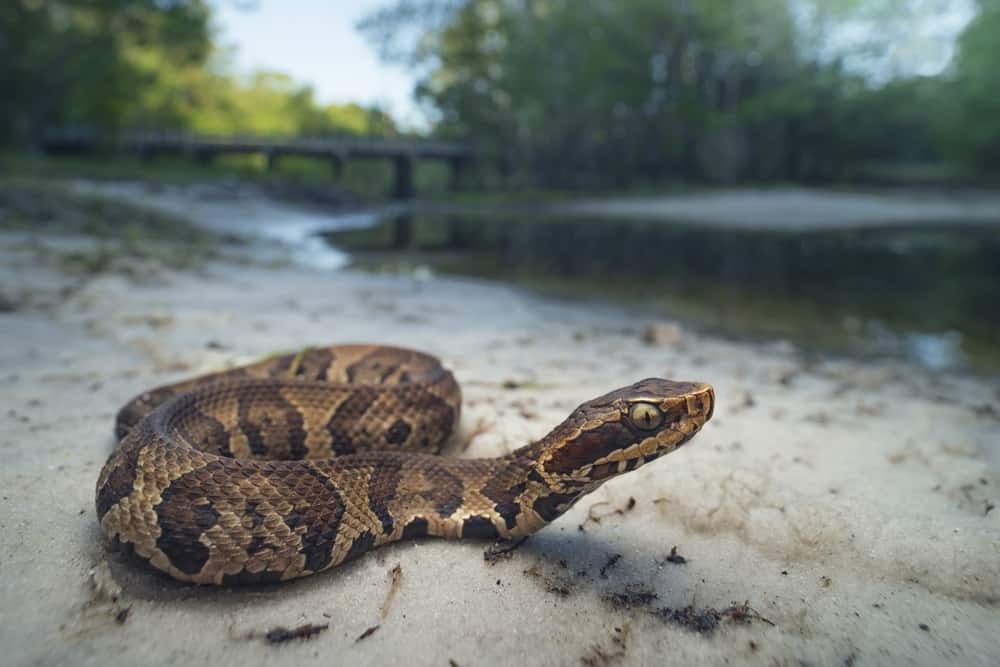 A cottonmouth snake in the sand near a body of water.