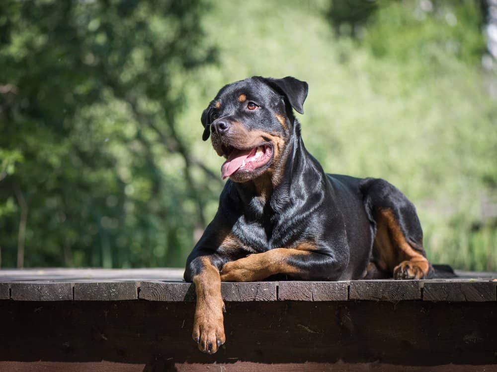 A Rottweiler laying on a wooden bridge with its tongue out.