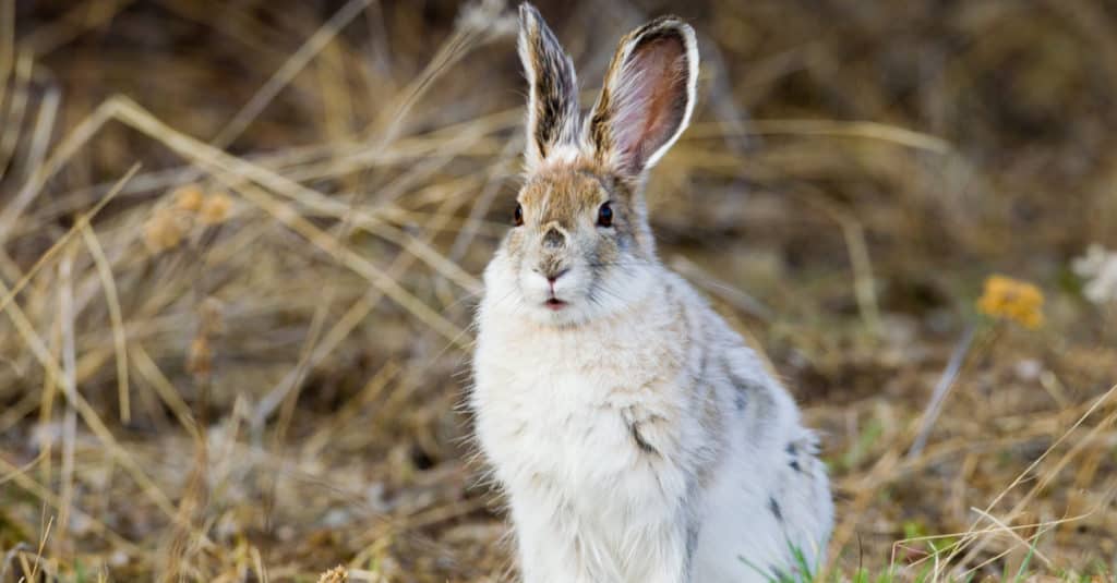 Snowshoe Hare