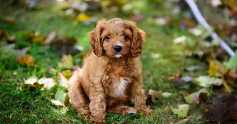 Cavapoo puppy sitting in the grass
