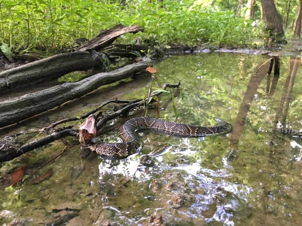 A cottonmouth snake with its mouth open in the water near fallen tree branches.