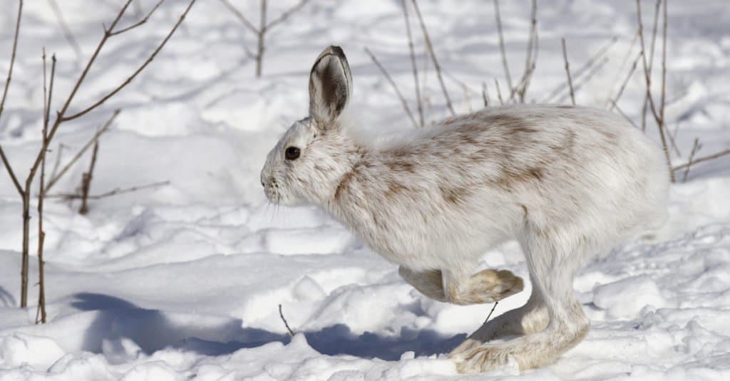 Snowshoe Hare