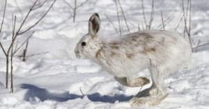 10 Incredible Snowshoe Hare Facts Picture