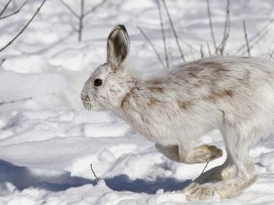 A Snowshoe Hare