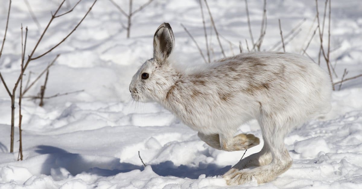 10 Incredible Snowshoe Hare Facts A Z