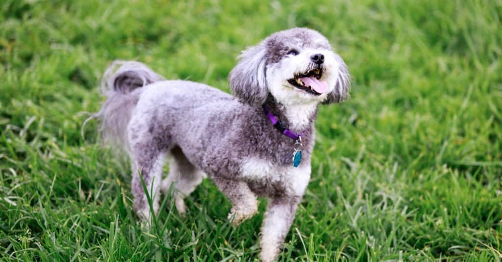 Schnoodle vs Goldendoodle