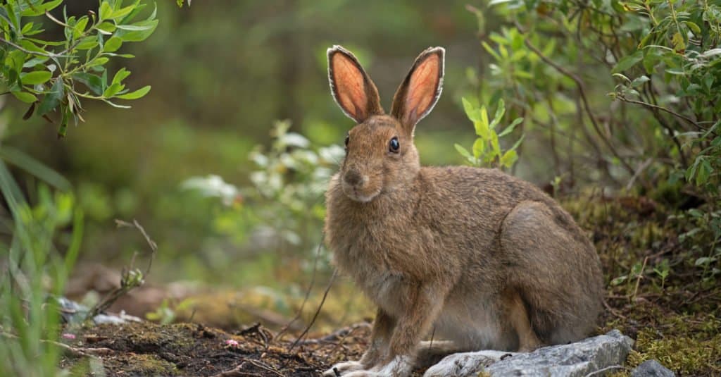 thỏ rừng vs thỏ