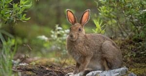 Hare vs Rabbit: What Are the Differences and Which Is Faster? Picture