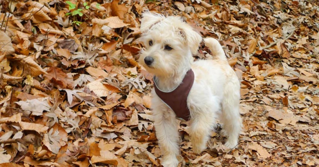 Schnoodle puppy standing among leaves
