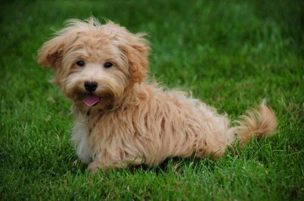 Peekapoo sitting in the grass