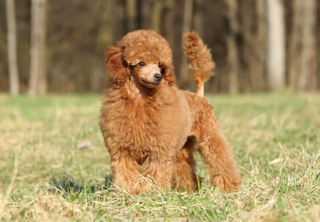 Poodle standing on the grass